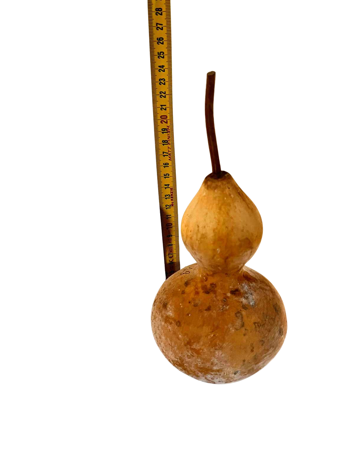 Courge brute à transformer