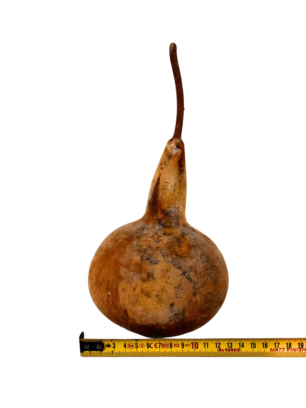 Courge brute à transformer