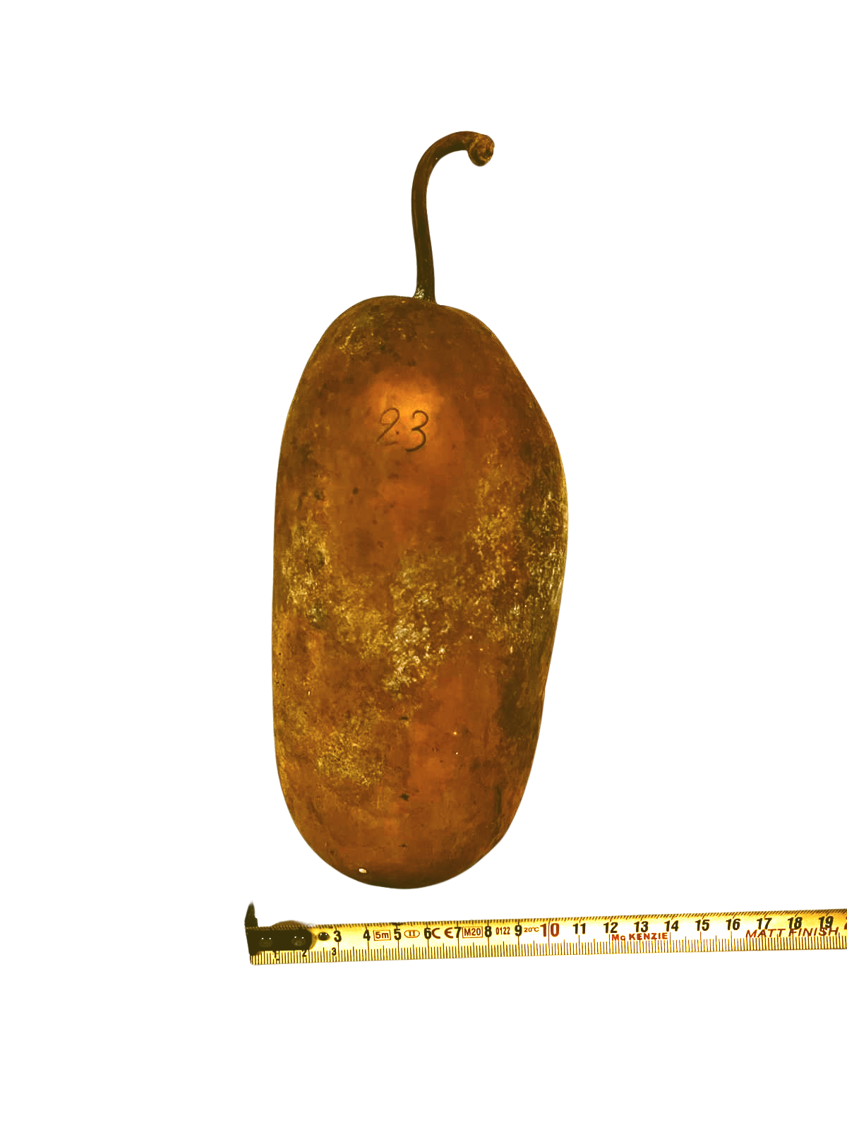 Courge brute à transformer
