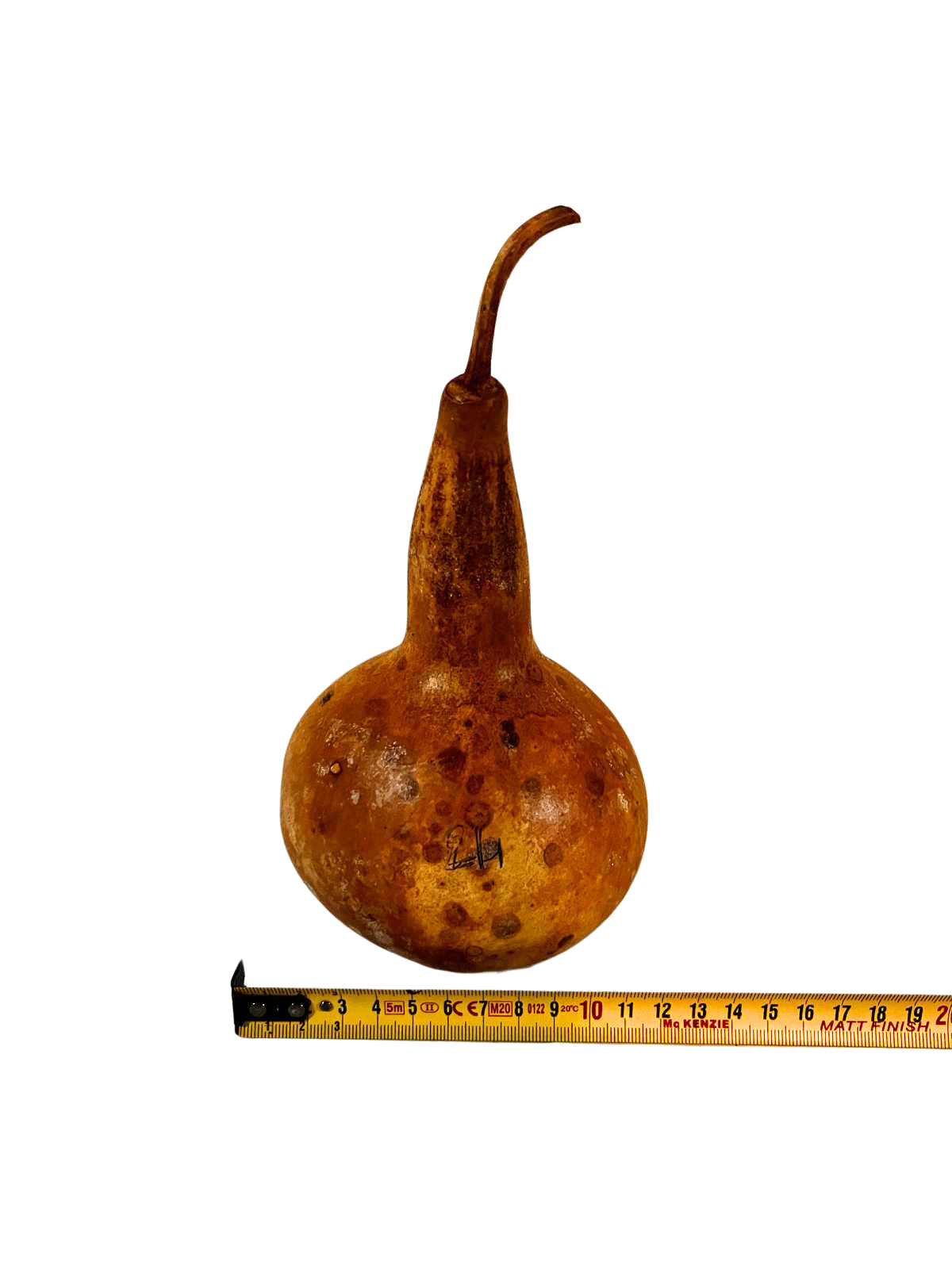Courge brute à transformer