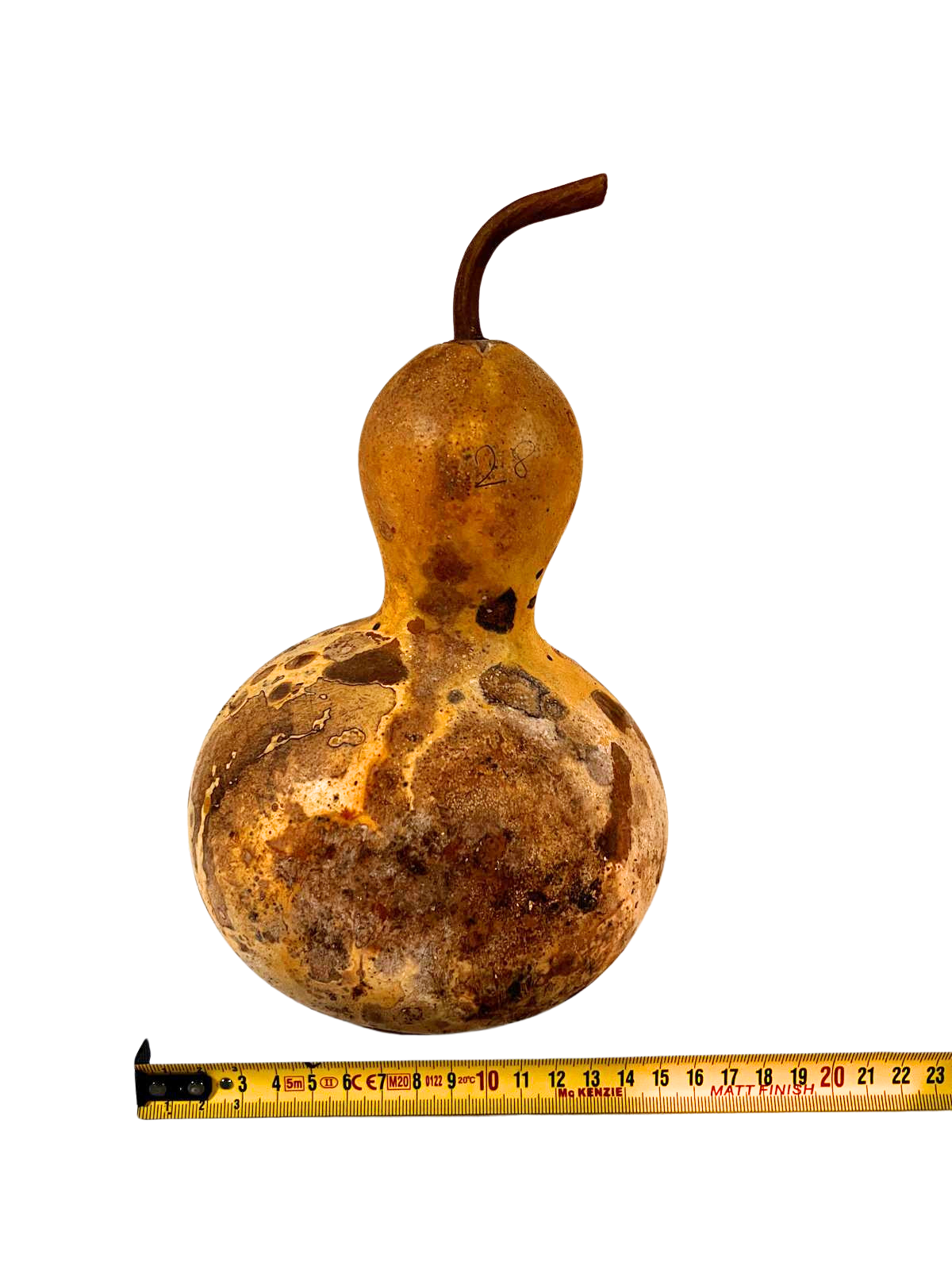 Courge brute à transformer