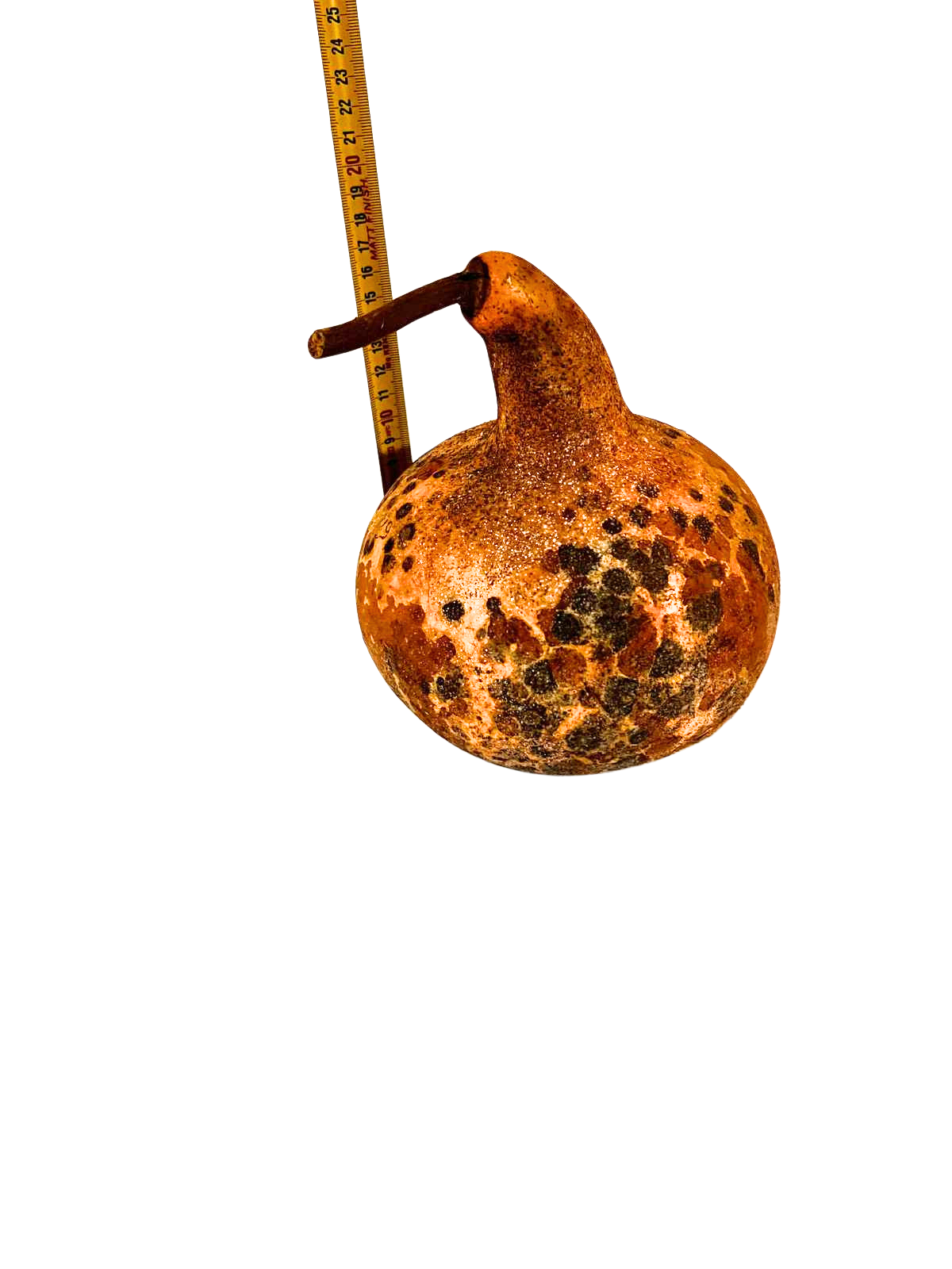 Courge brute à transformer
