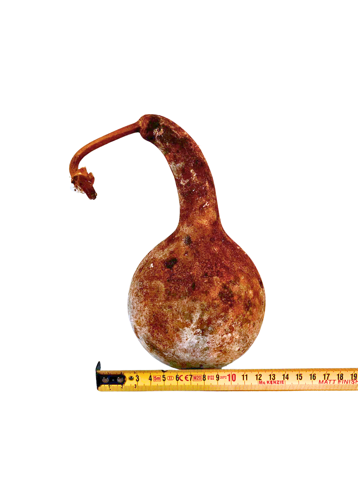 Courge brute à transformer
