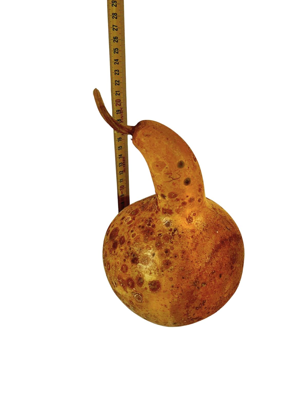 Courge brute à transformer