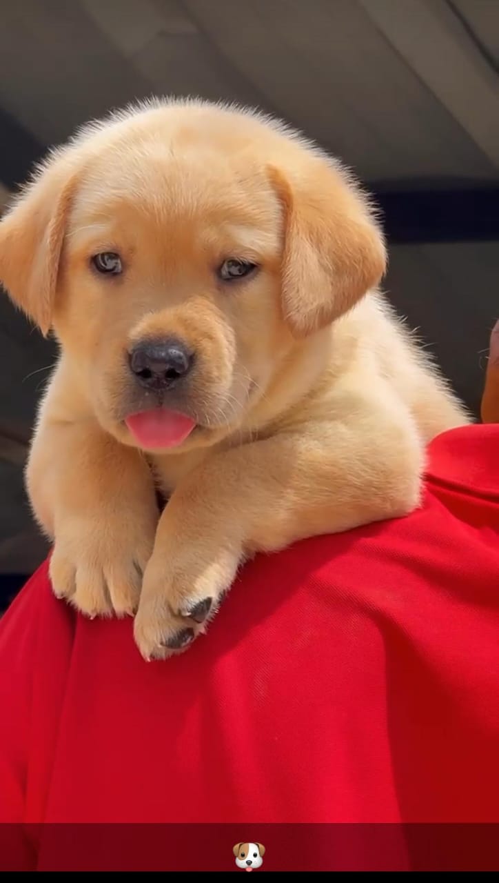 Adorable Labrador Puppy