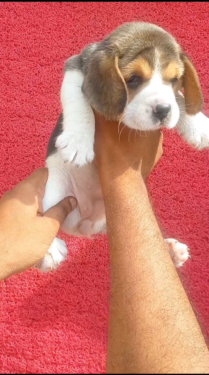 Adorable Beagle Puppy