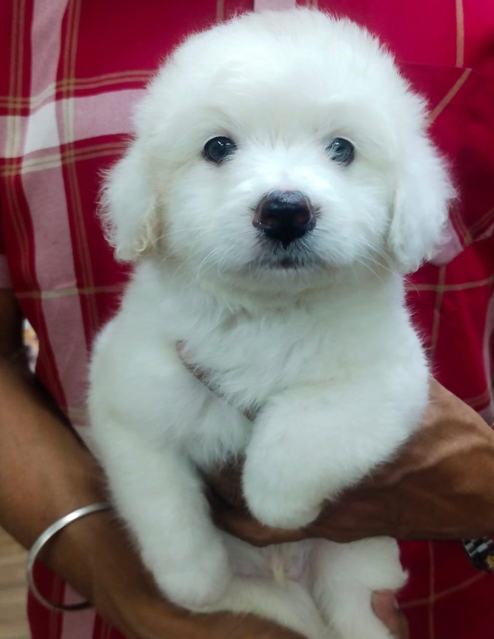 Snow White Bicohn Fries Puppy