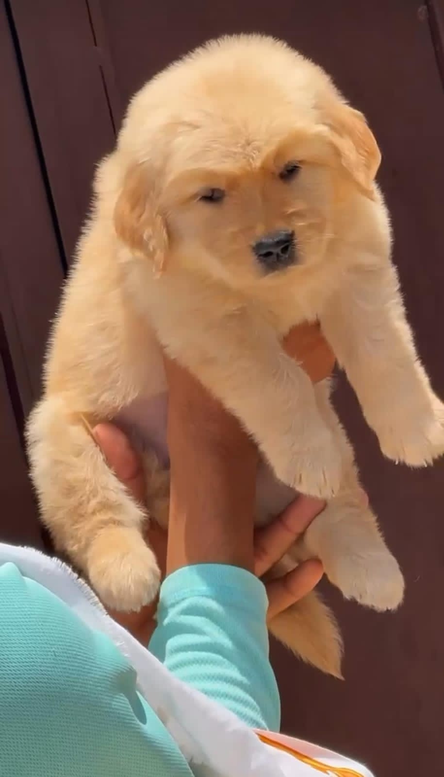 Golden Retriever Puppy