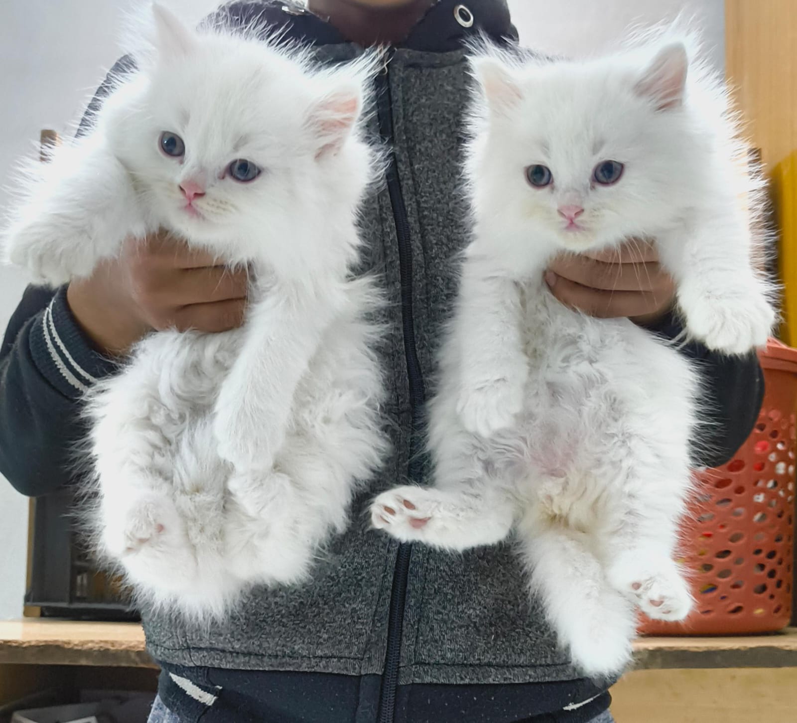 White Persian Kittens blue eyes