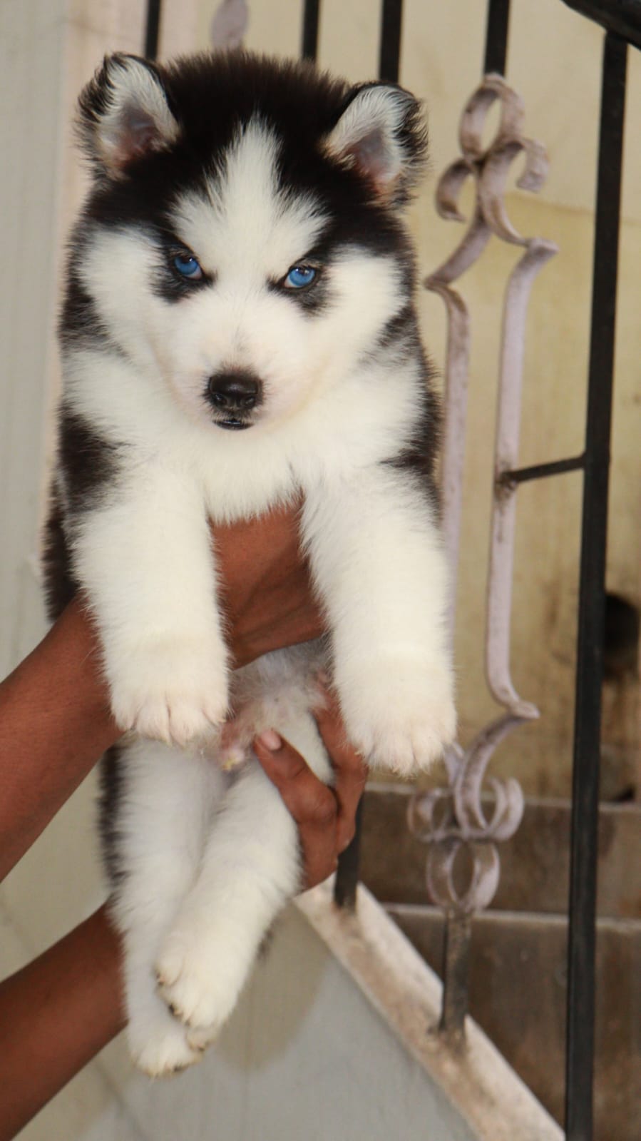 Siberian Husky Puppy blue eyes wolly coat