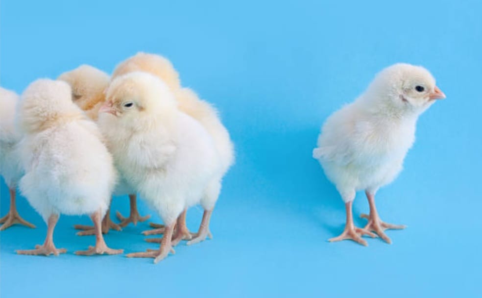 POLLITAS PONEDORAS WHITE LEGHORN