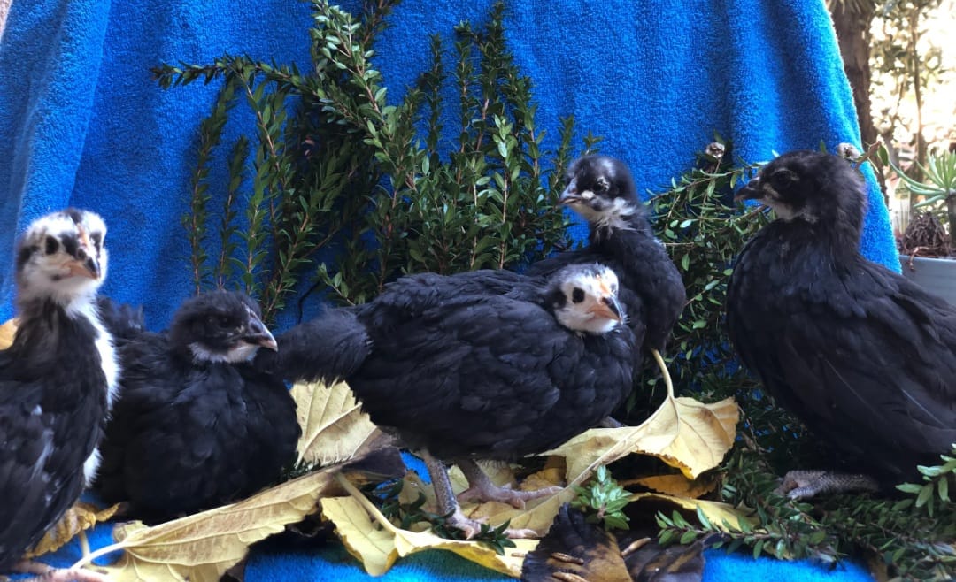 POLLITAS PONEDORAS AUSTRALORD