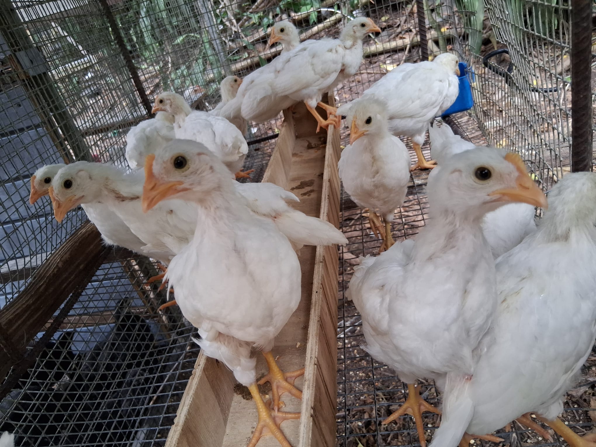 POLLITAS PONEDORAS WHITE LEGHORN