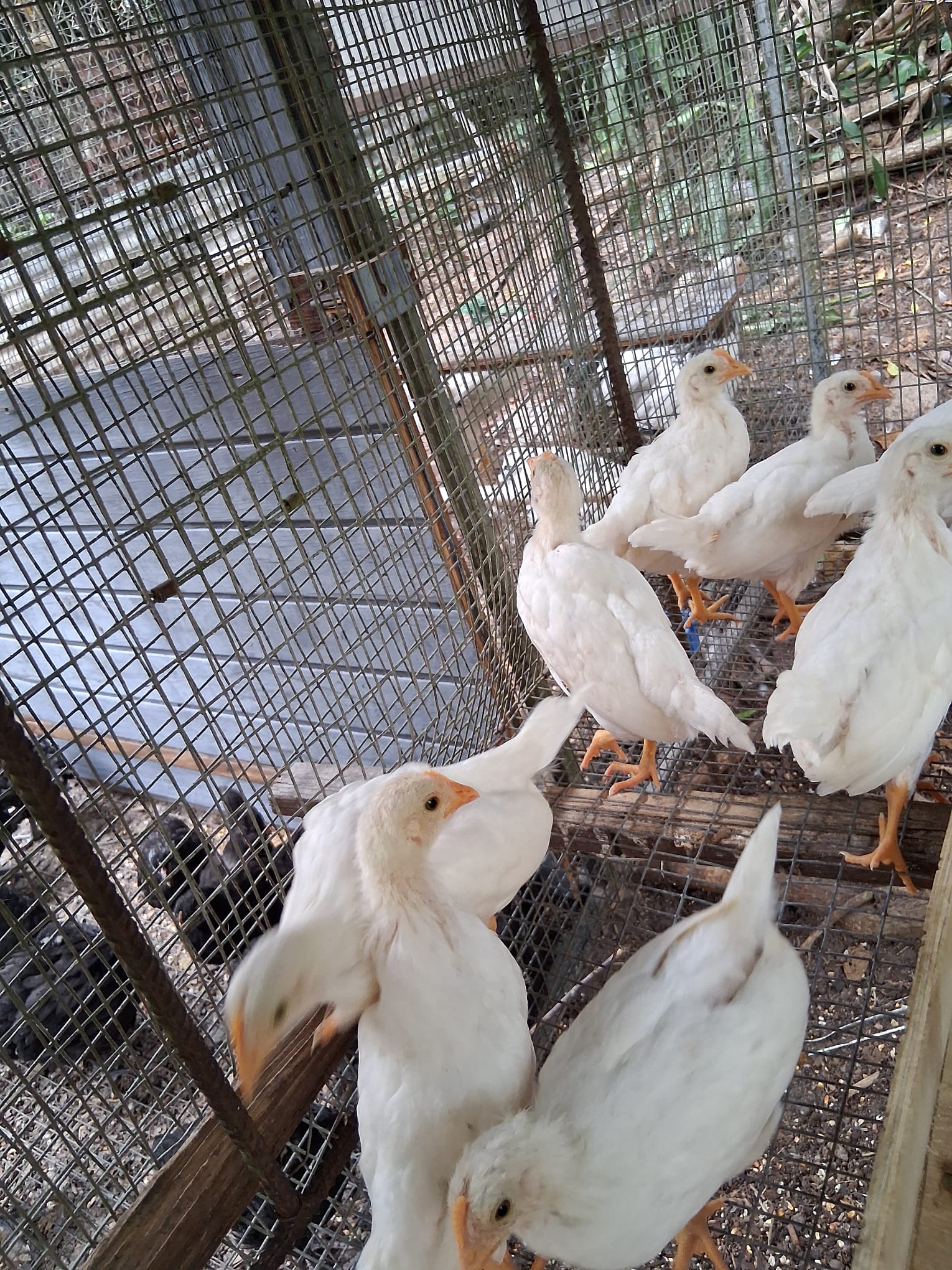 POLLITAS PONEDORAS WHITE LEGHORN