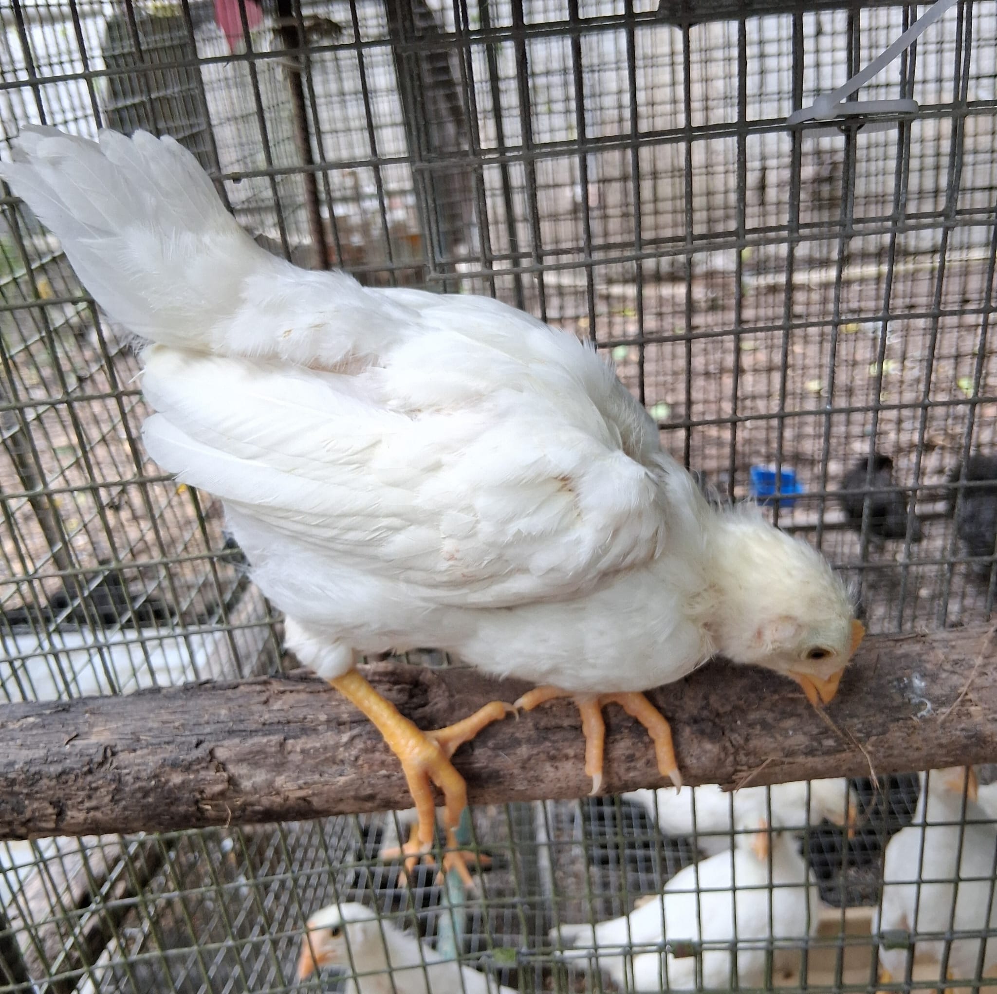 POLLITAS PONEDORAS WHITE LEGHORN