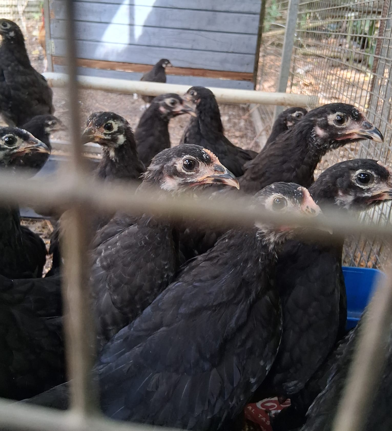POLLITAS PONEDORAS AUSTRALORD