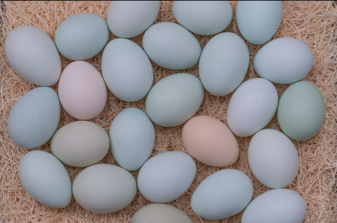 POLLITOS EASTER EGGER / HUEVO DE PASCUA