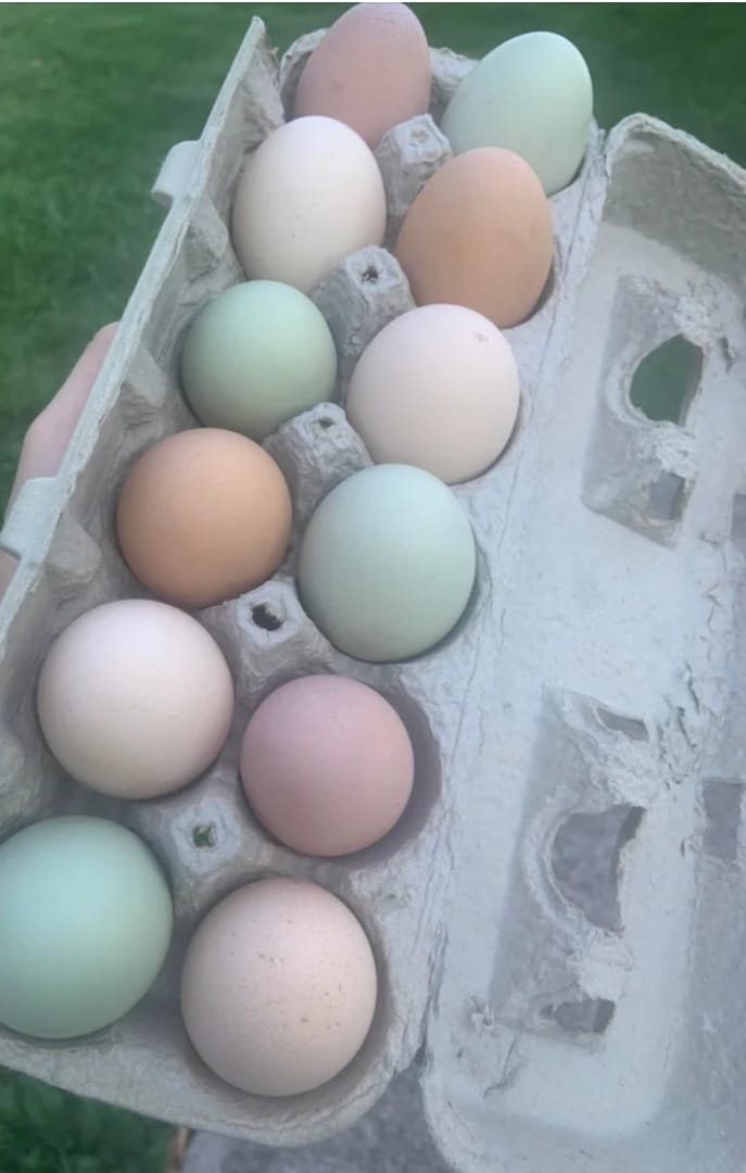 POLLITOS EASTER EGGER / HUEVO DE PASCUA