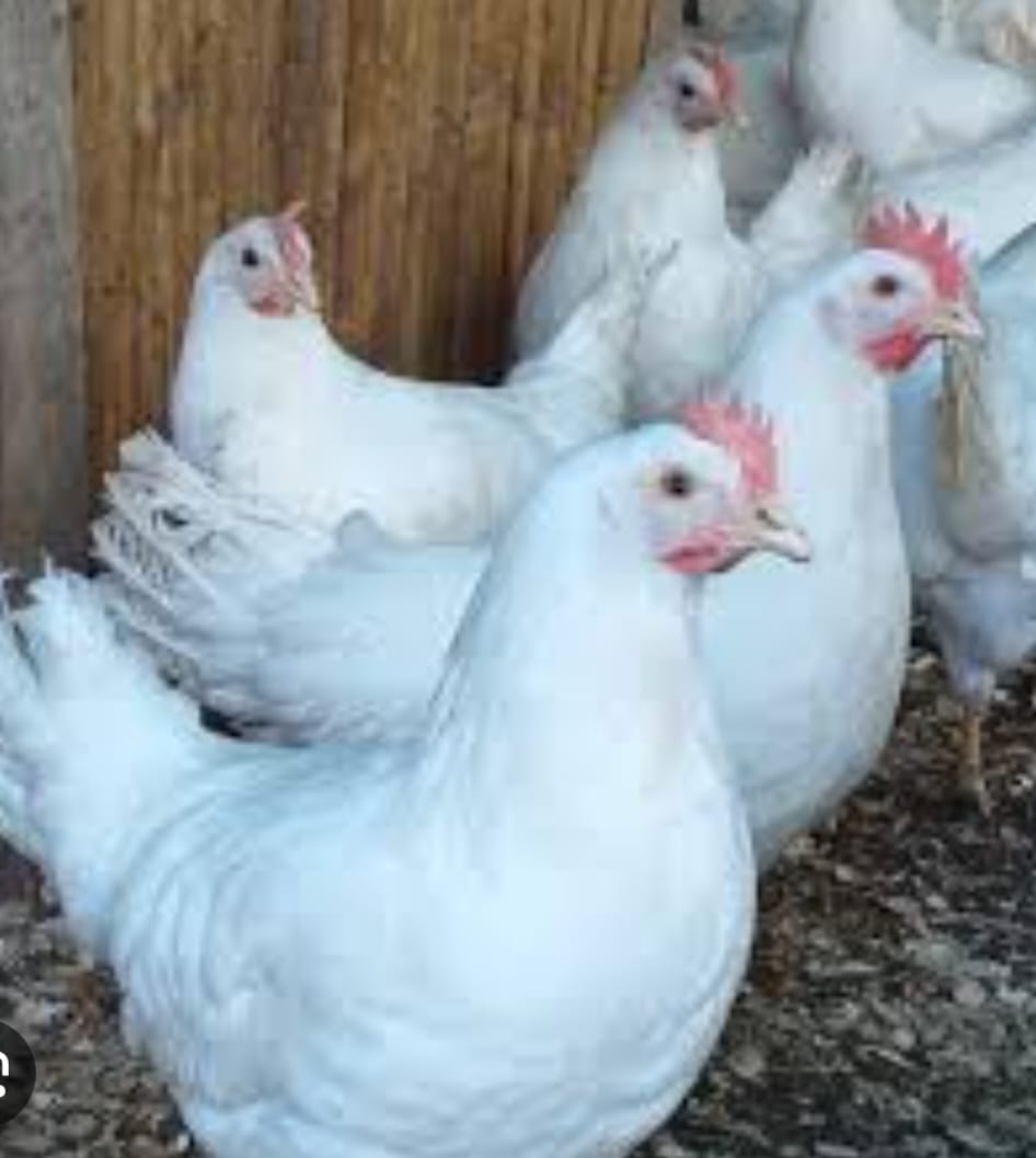 POLLITOS EASTER EGGER / HUEVO DE PASCUA