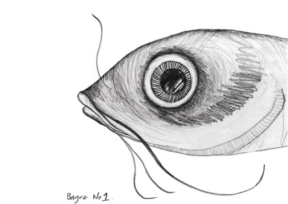 Bagre