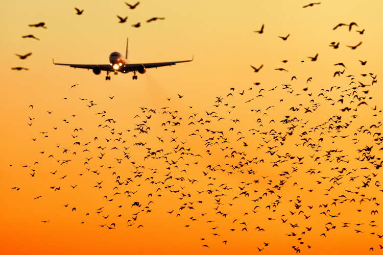 Consulting in Bird Strike Prevention
