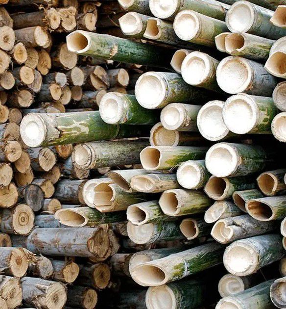 Bamboo Poles