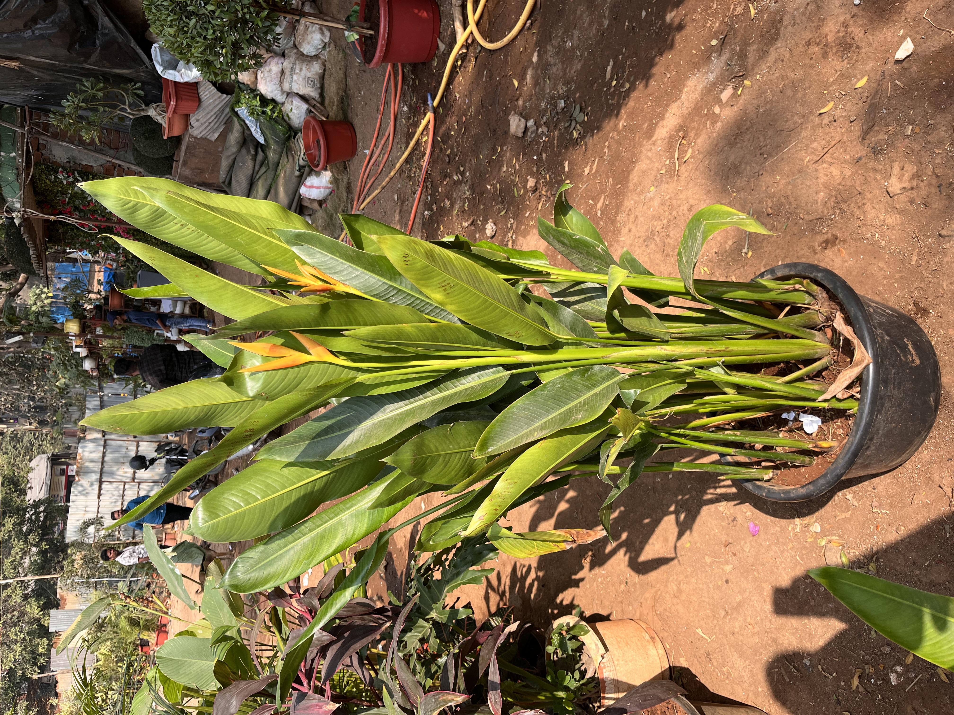 Bird of Paradise Plant - Rental