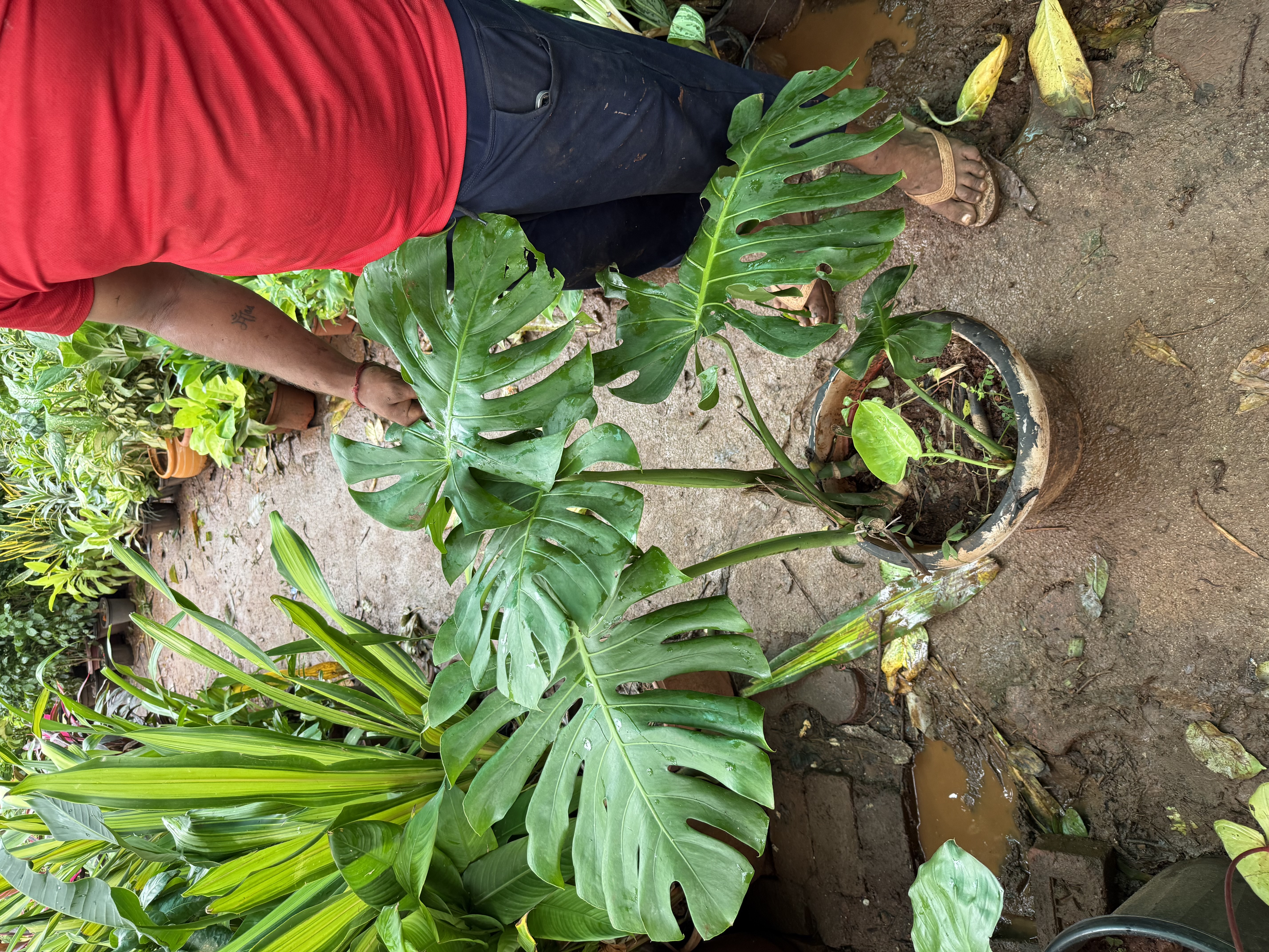 Monstera Deliciosa Plant - Rental