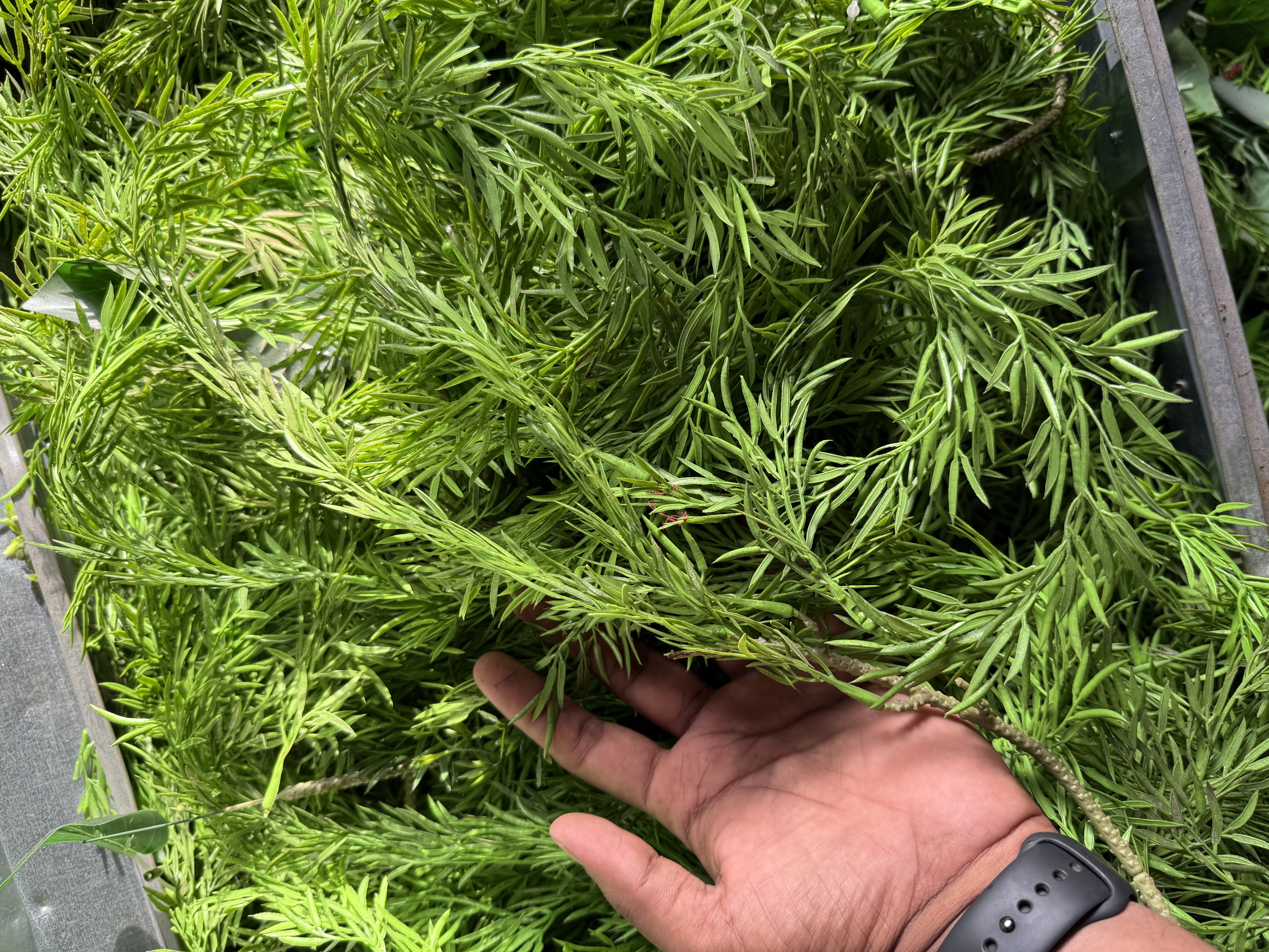 Aquatic Whorled Foxtail Plant - Rental
