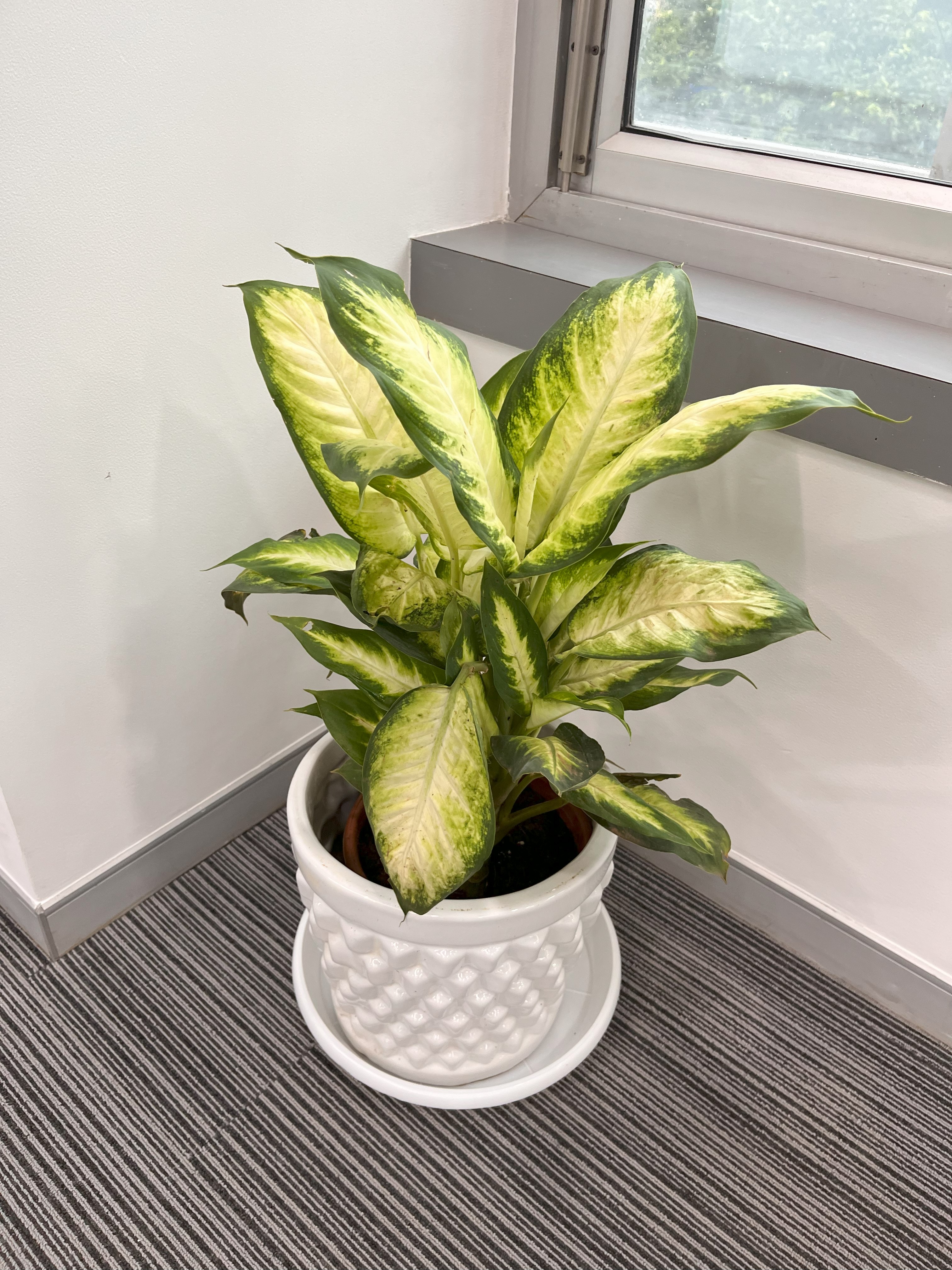 Dieffenbachia Potted Plant - Rental