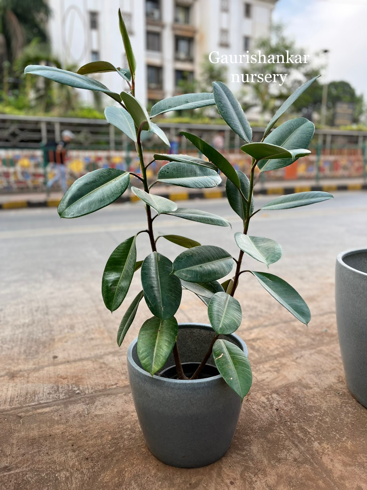 Rubber Plant in Ceramic Pot - Rental 