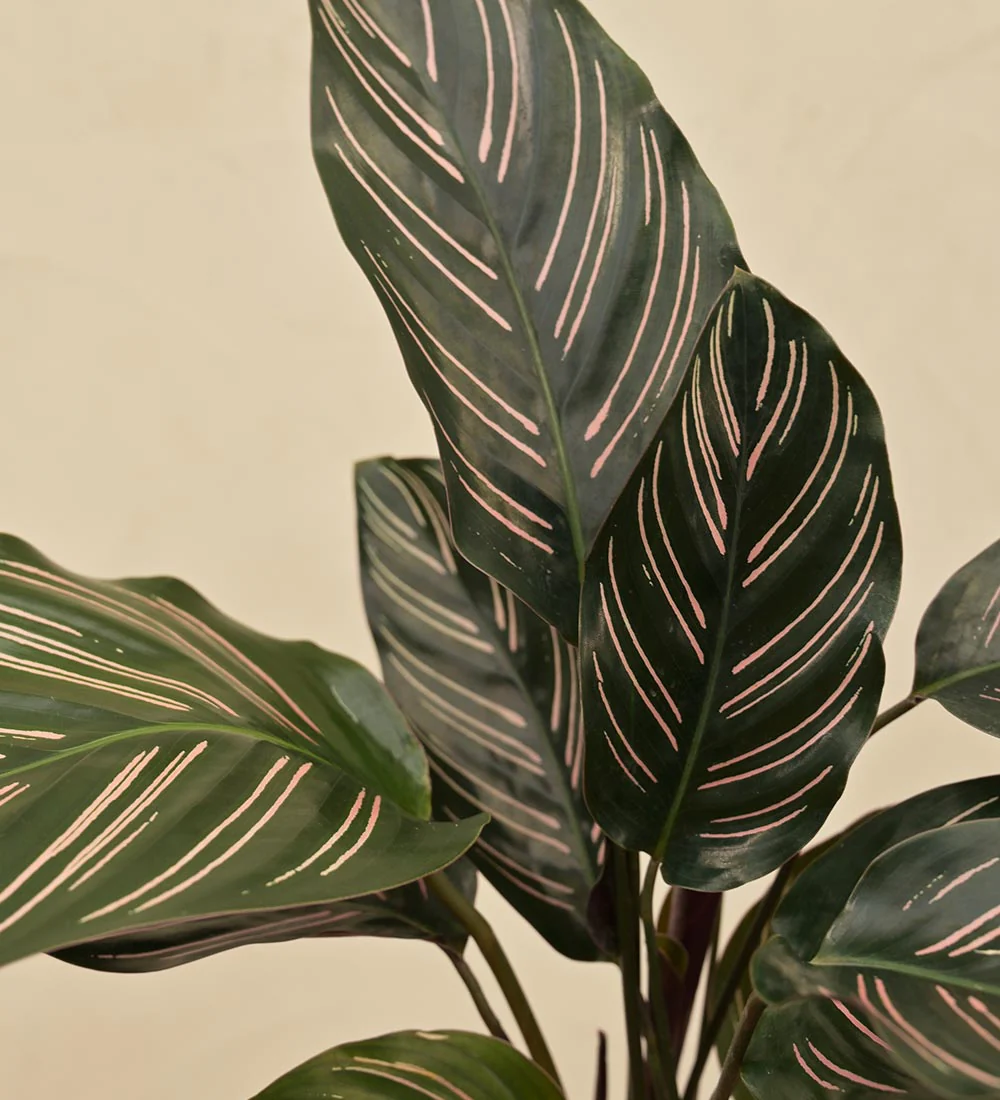 Calathea ornata - Rental 