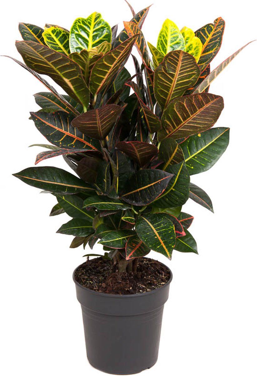 Croton Plant  - Rental