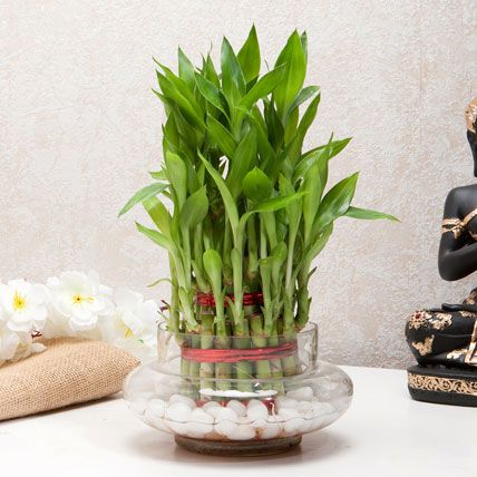 Lucky Bamboo Plant in Glass Vase - Rental