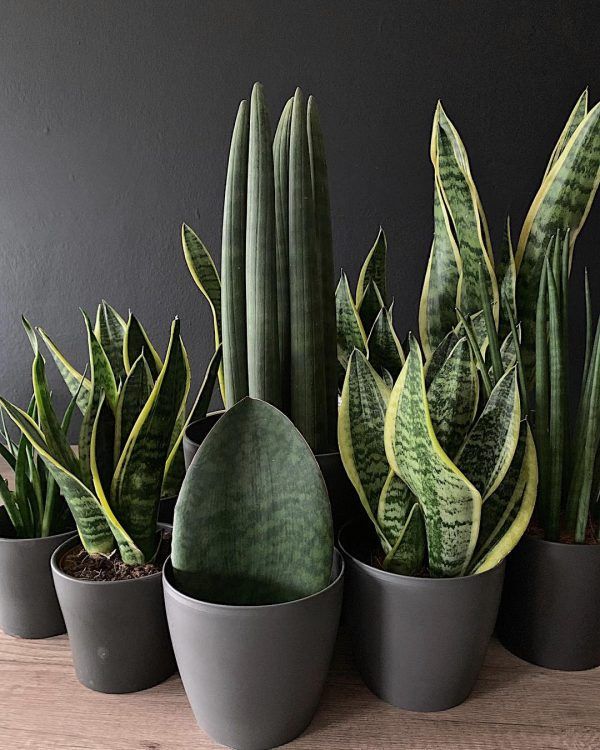 Sansevieria Plant Collection - Rental