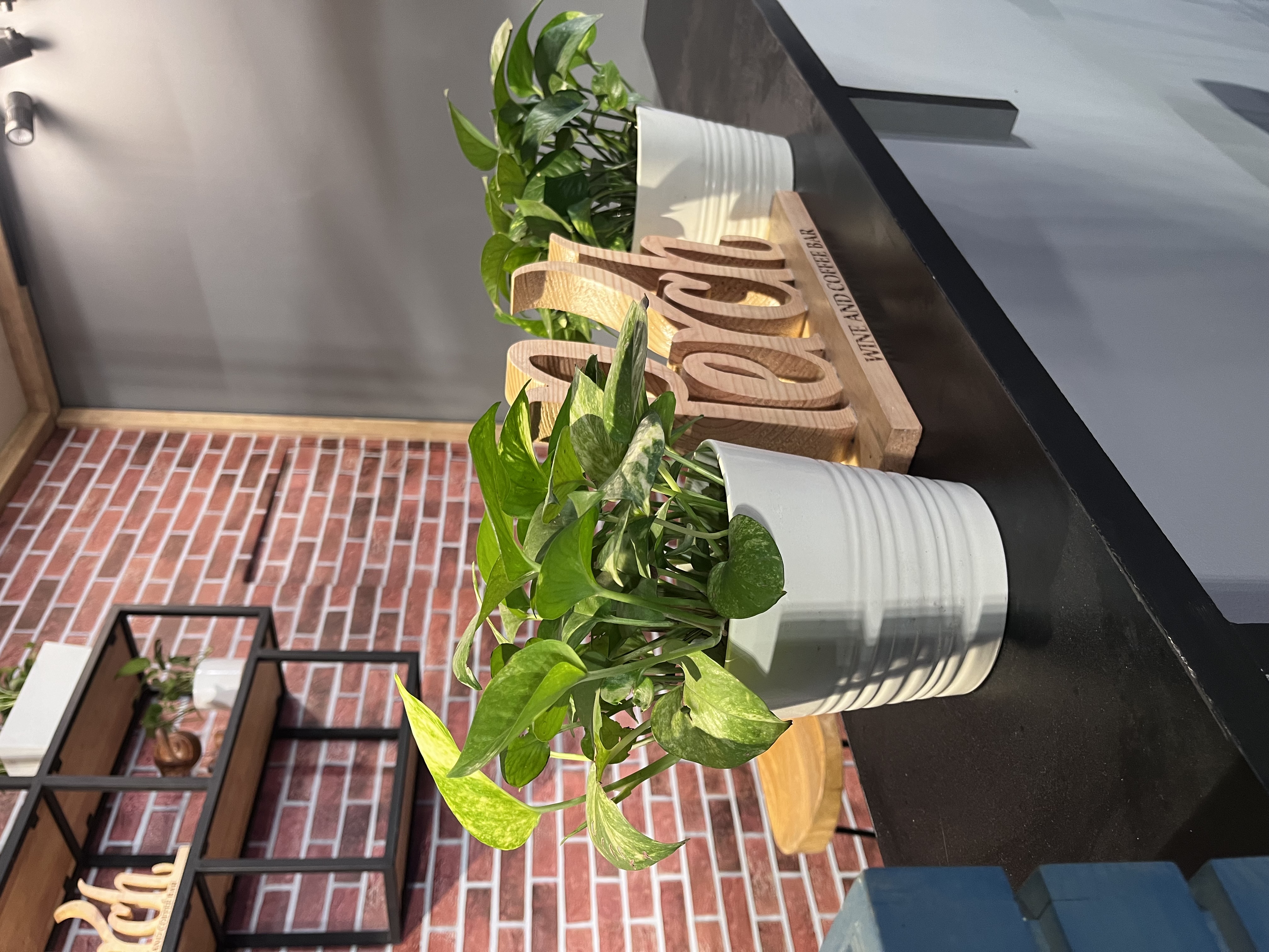 Green Pothos Plant in White Pot - Rental