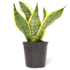 Snake Plant (Sansevieria trifasciata) - Rental