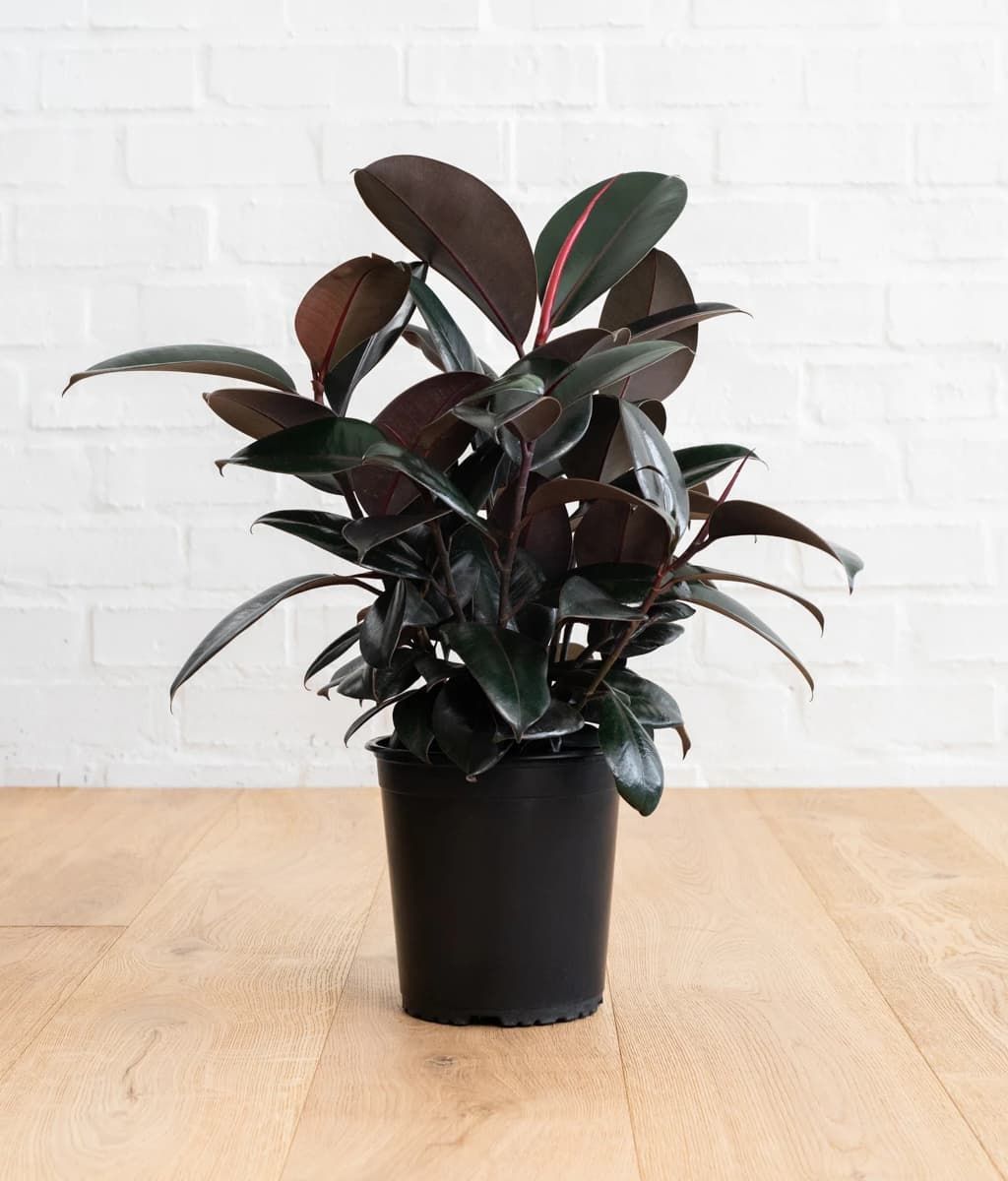 Rubber Plant (Ficus elastica) - Rental