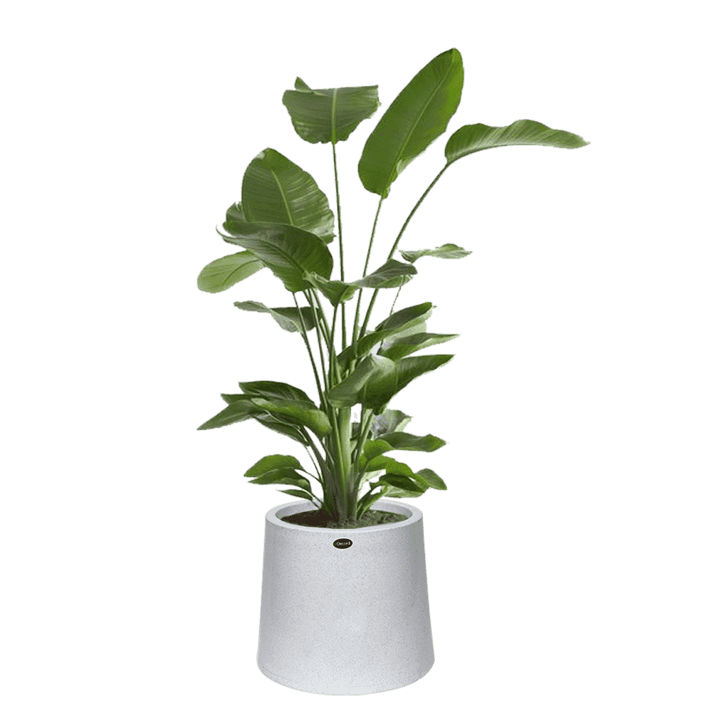 Decora Frosty Vertical Pots