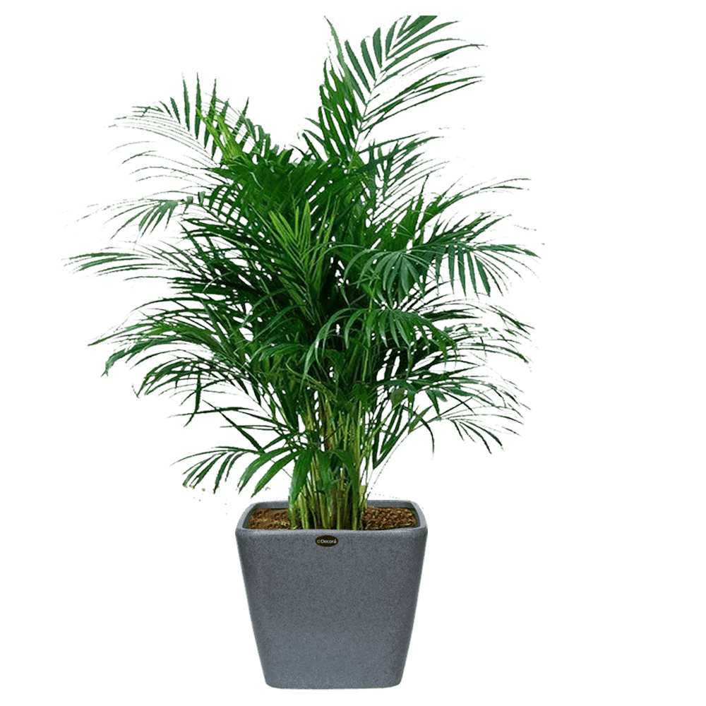 Decora Gleyz Cube Pot