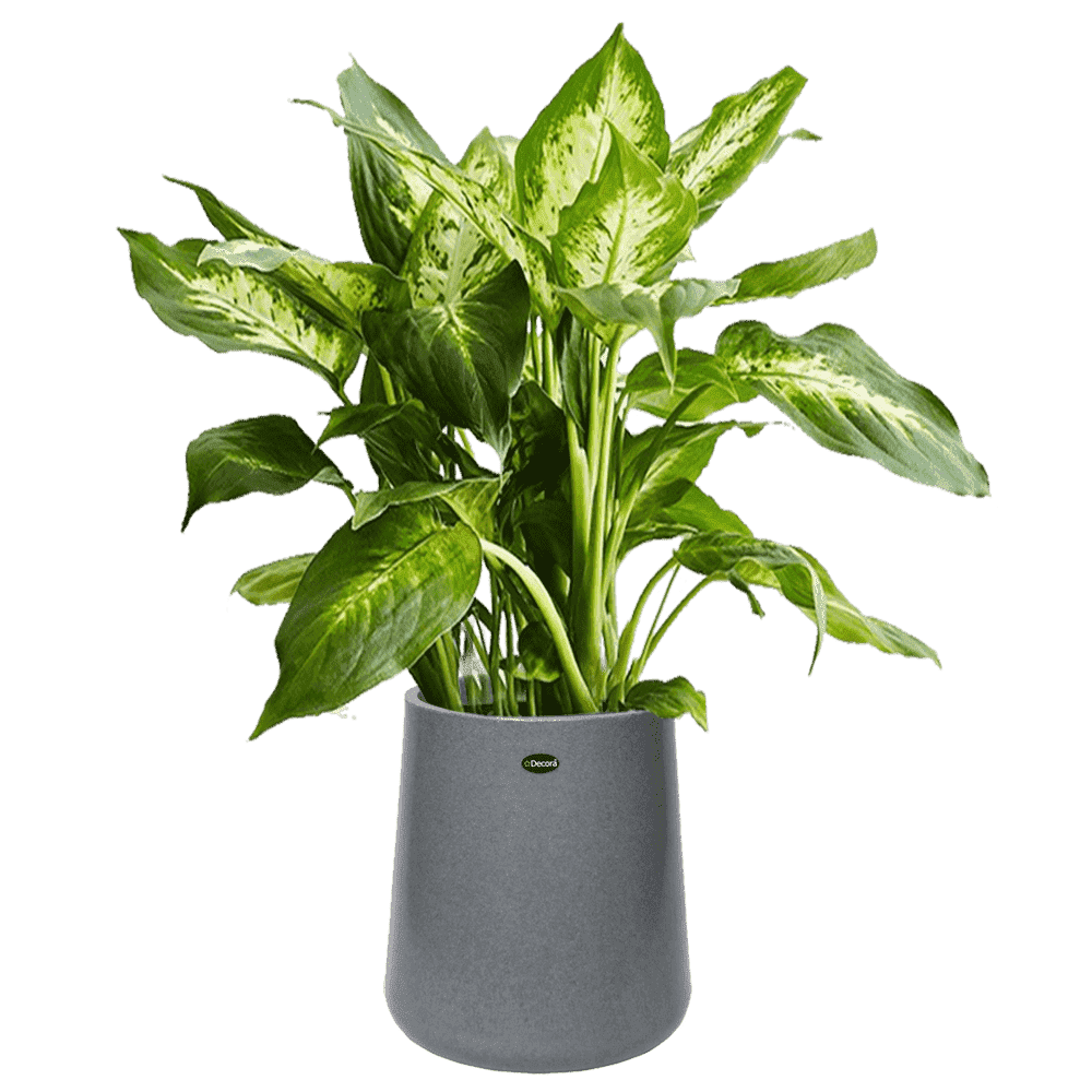 Decora Flora High Pot
