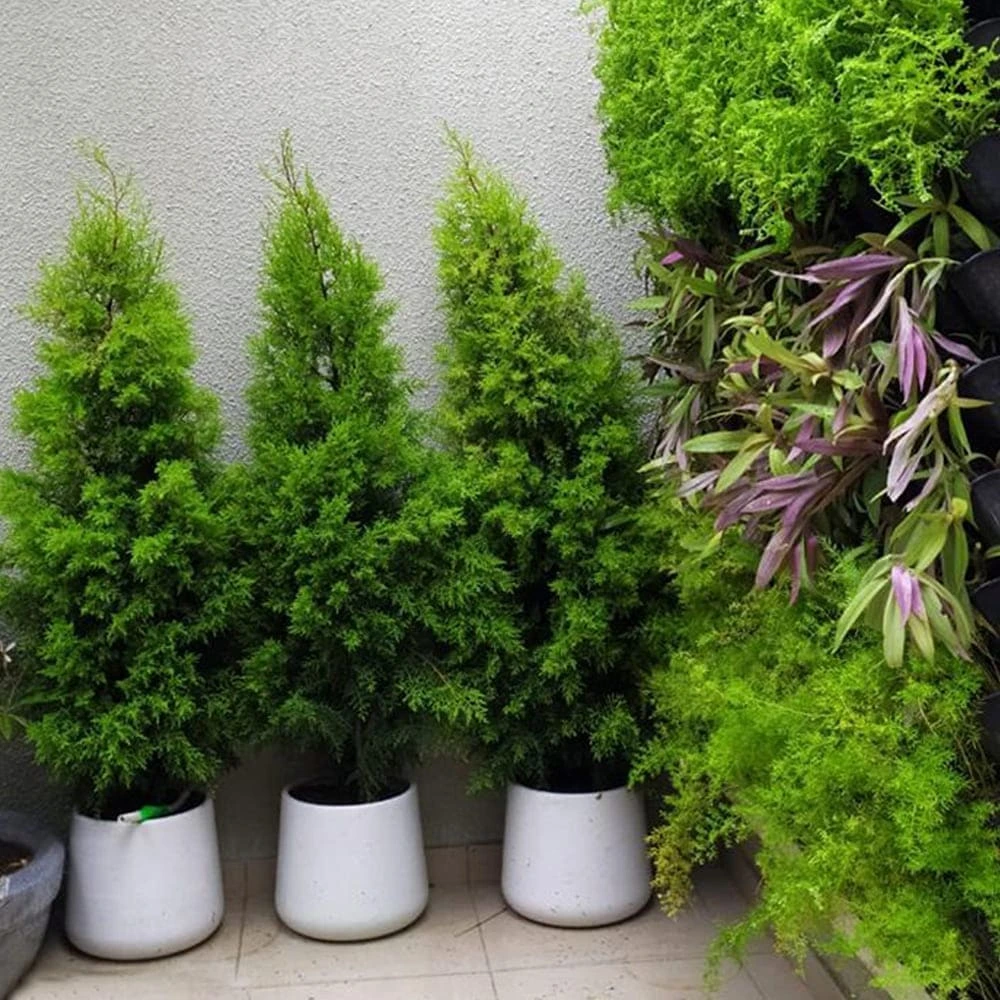 Decora Flora Pot