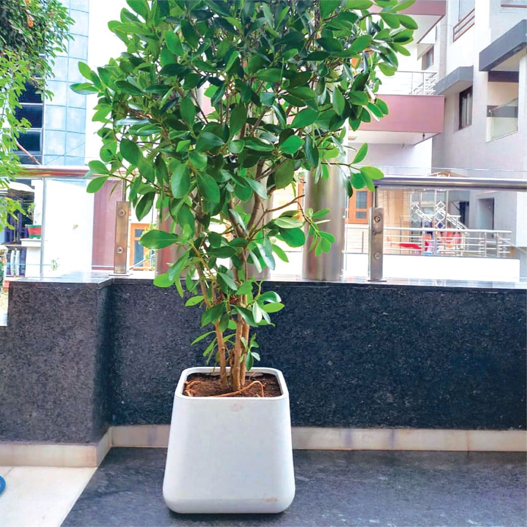 Decora Flora Square Pot