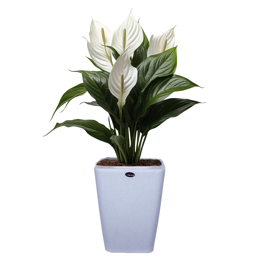 Decora Gleyz Cube High Pot
