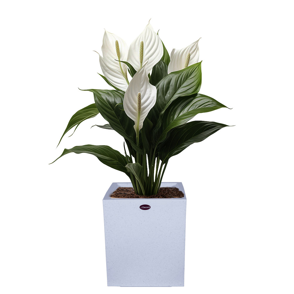 Decora Plain Cube Tropic Pot