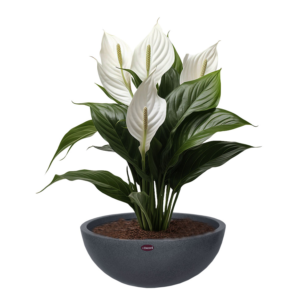 Decora Bowl Tropic Pot