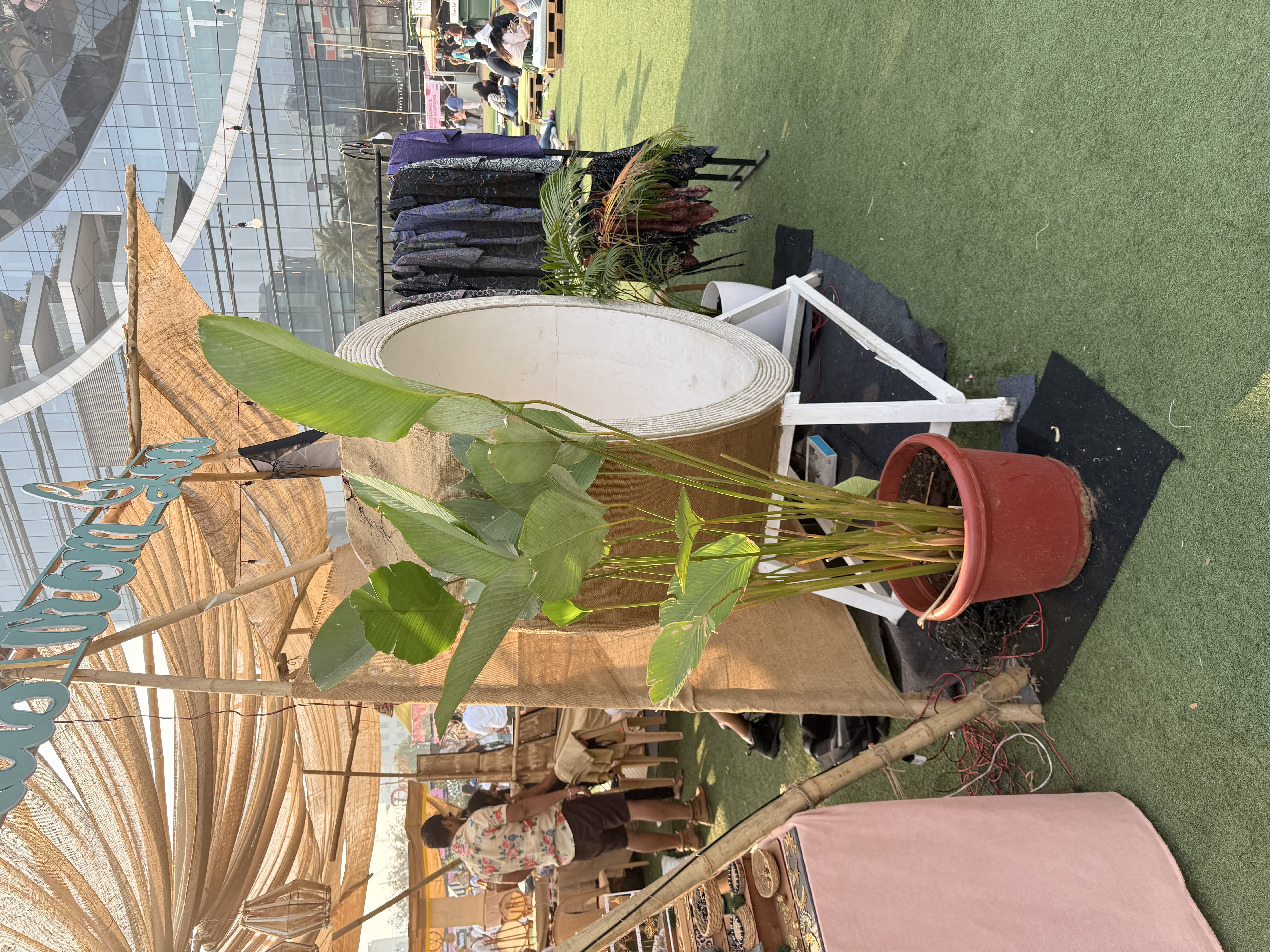 Indoor Decorative Plant - Rental 
