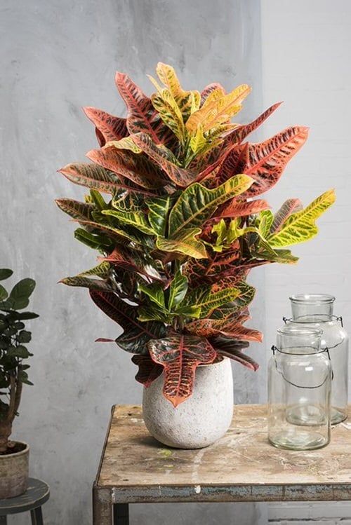 Croton Plant in Decorative Pot - Rental 