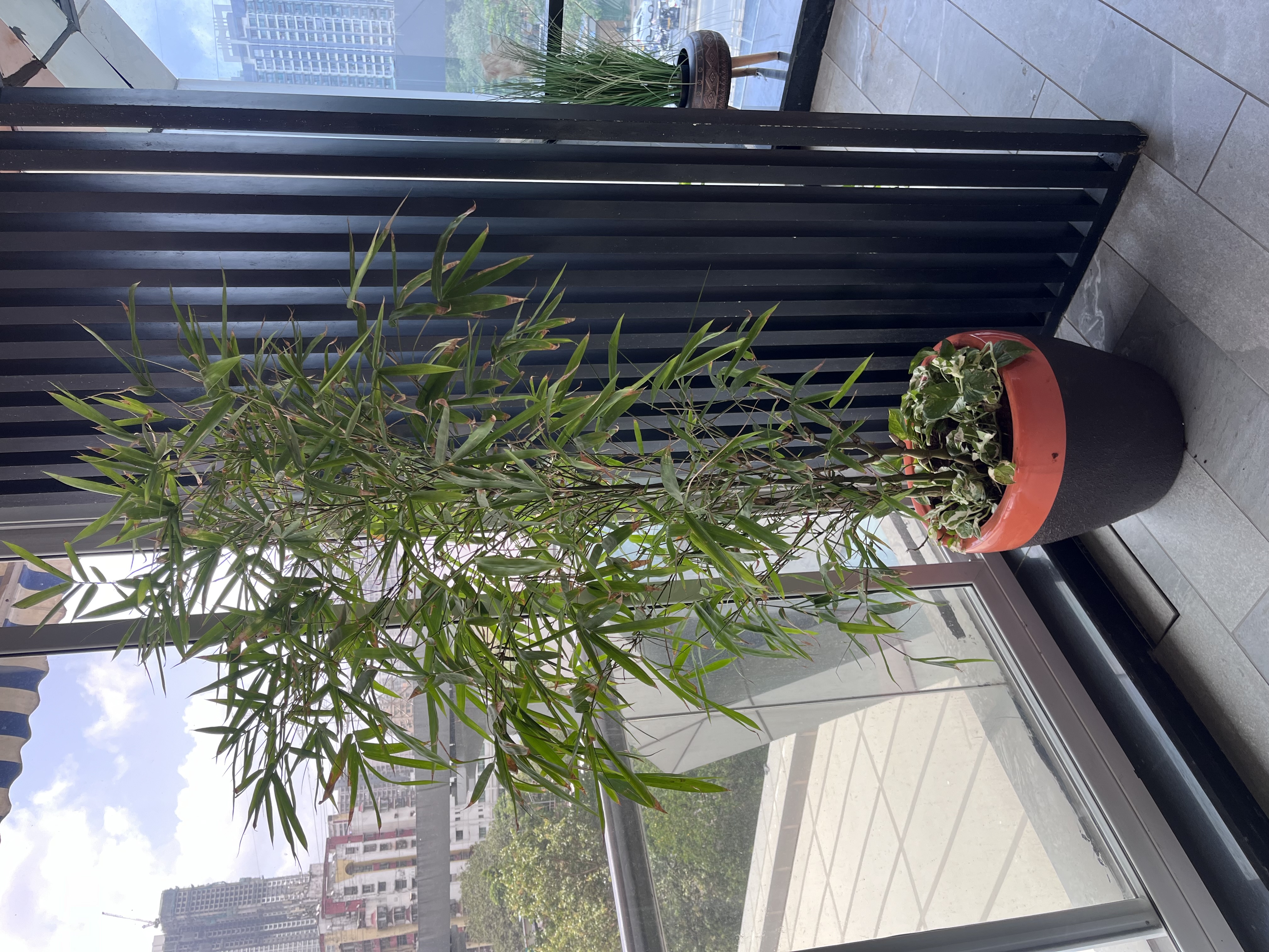 Indoor Potted Bamboo Plant - Rental