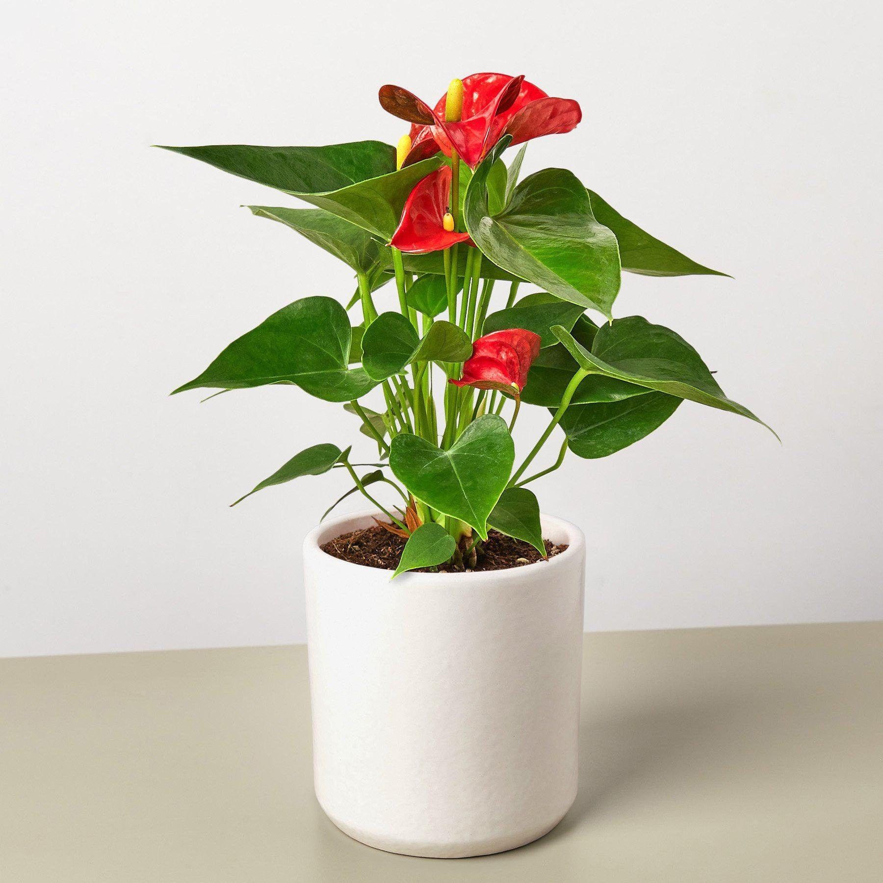 Anthurium Plant - Rental